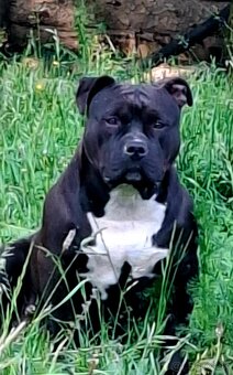 American Bully psik - 6