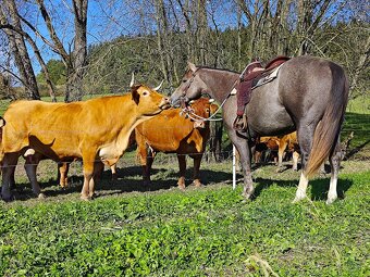 Pripuštanie American Quarter Horse , Qh - 6
