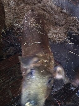 Odstavcata duroc durok x mangalica - 6