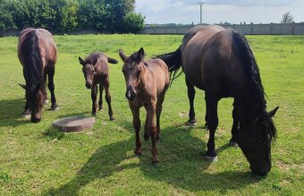 Predám mladé kobylky Norik Muránsky - 6