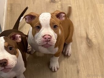 Psík American bully s pp na predaj - 6