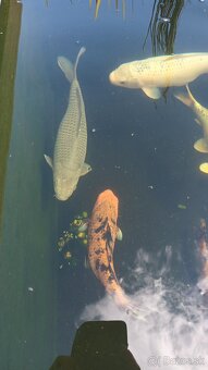 Koi kapre, japonske - 6