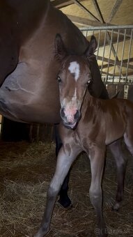 Bay hřebec American Quarter Horse s reiningovým původem - 6