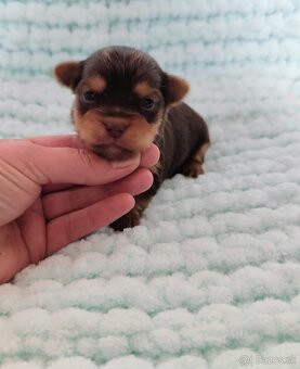 Choco, Chocolate Yorkshire terrier - 6