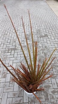 Šibáky  , korbače - 6