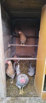 Nasadové vajíčka australorp - 6