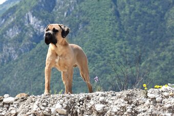 Cane Corso štěňata s FCI P - 6