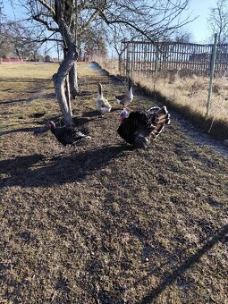 Moriak bronzový - 6