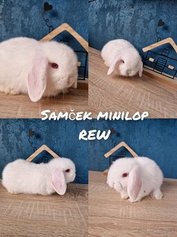 Minilop , zakrsly kralik, zajko - 6