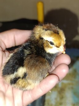 Kuriatka araucana,australorpka,hodvabnicky - 6