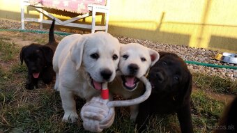 Labrador s PP žlté a čierne šteniatka - 6