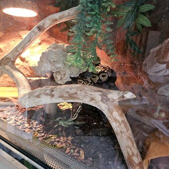 Python kráľovský - 6