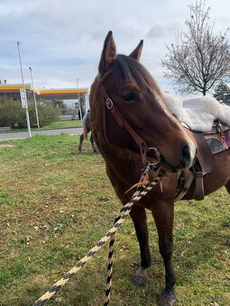 Quarter horse Gunner - 6