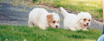 Maltipoo (malteze +Pudel = maltipoo) - 6