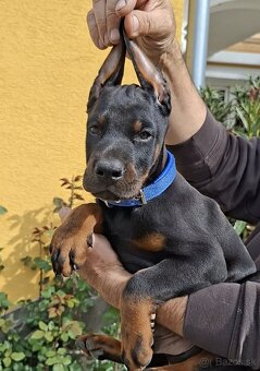 DOBERMAN ŠTENIATKA S FCI P.P - 6