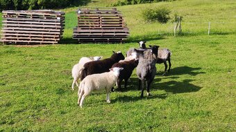 Romanovska ovca, Baran Dopper, Texel a Šarolak - 6