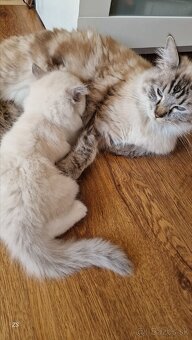 Ragdoll kocúrikovia:), s fliačikom na nošteku rezervovaný - 6