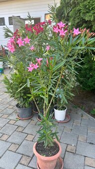 Krásny ružový Oleander - 6