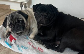 Predám šteniatka mops - 6
