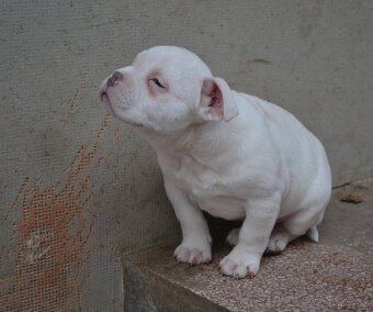 American bully pocket/ standard - 6
