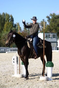 Preprava koní, tréningy, vychádzky - 6