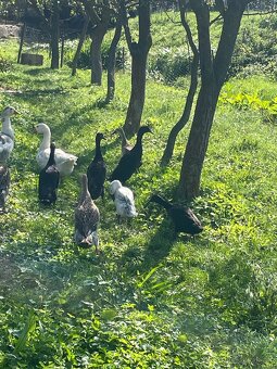 Slepačie vajíčka - 6