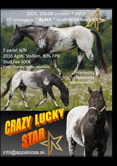 Ročná kobylka Appaloosa - 6