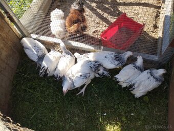 10 týždňové Sasex, Orpington, Faverolky,Marans - 6