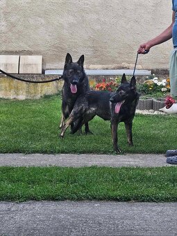 Nemecký ovčiak - 6