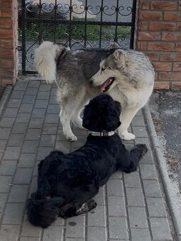 Hladame domov❤️ REZERVOVANE🤗 - 6