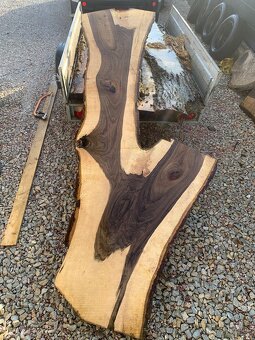 Orechove forsne z krásnou kresbou - 6