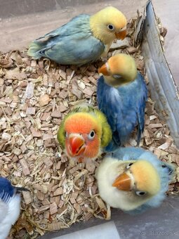 Rucne dokrmovane agapornisy fischer tyrkys opalin euwing - 6