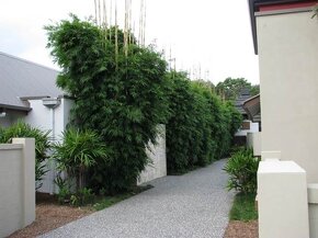 1-4 metrové bambusy na živý plot Predám vždy zelený bambus - - 6