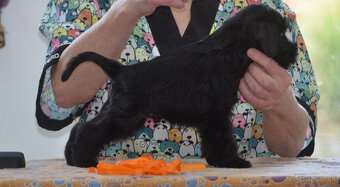 Bradáč malý čierny - šteniatka - 6