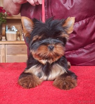Yorkshire terrier s PP - psík - 6