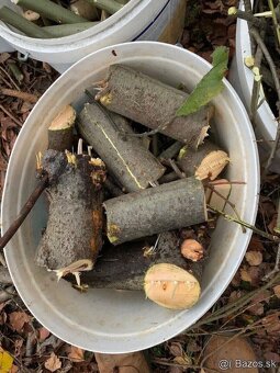 Spalikovac , Stiepkovac , Drtic , Drvic - 6