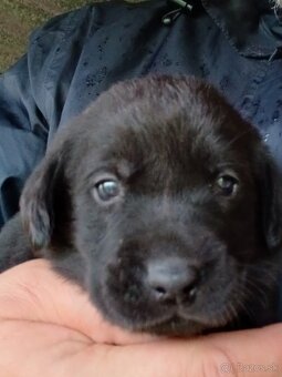 Labrador šteniatka - 6