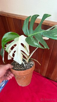 monstera albo variegata - 6