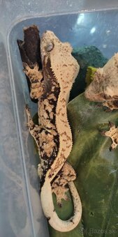 Pagekon riasnaty - Correlophus ciliatus - 6