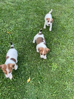 Jack russel terier - 6