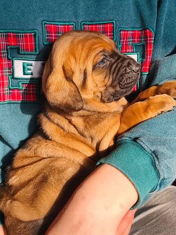 TOSA INU s PP (FCI) - 6