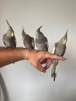 Korely ručne dokrmena Krotká - 6