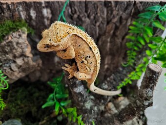 Pagekon riasnaty - 6
