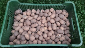 Soraya (odroda)-sadbove zemiaky - 0,35 Eur/kg. - 6