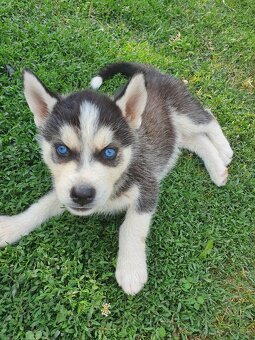 Šteniatka sibírsky husky - 6