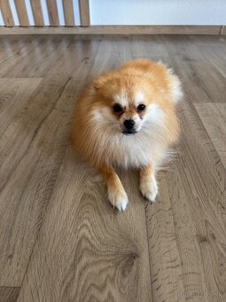 Pomeranian mini - 6