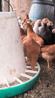 Araucana divosfarbená - 6