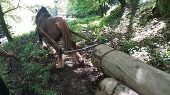 Ťažný žrebec - 6