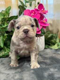 Francúzsky buldoček,buldog,bulldog krásne farby - 6