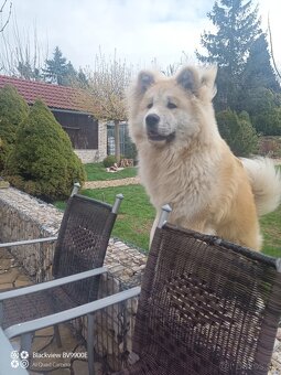 Akita inu krytie - 6